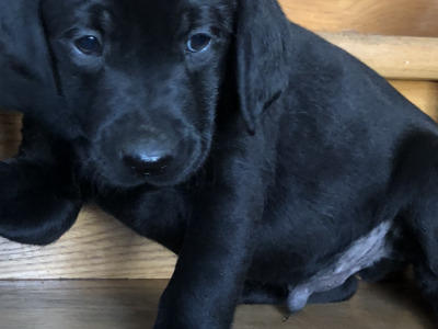 Black Labrador puppies in Offaly