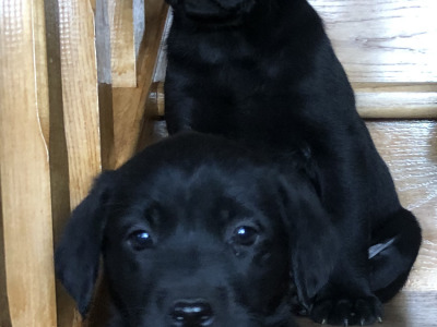 Black Labrador puppies in Offaly