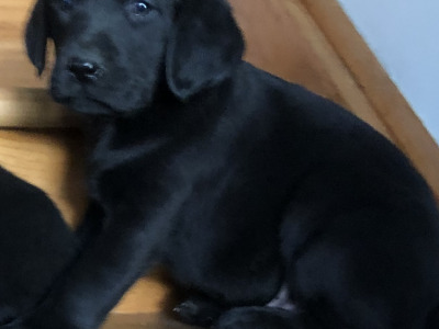 Black Labrador puppies in Offaly