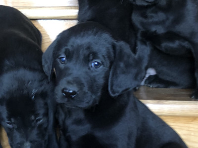 Black Labrador puppies in Offaly