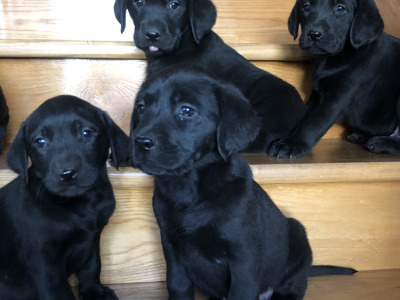 Black Labrador puppies in Offaly