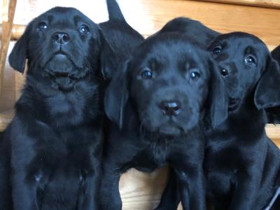 Black Labrador puppies in Offaly