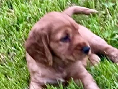 Golden Cocker Spaniel puppies in Offaly