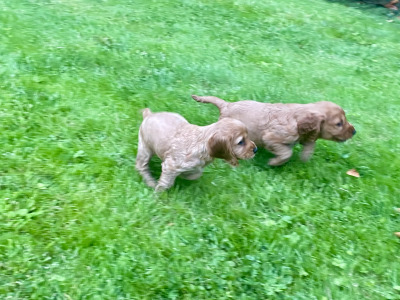 Golden Cocker Spaniel puppies in Offaly