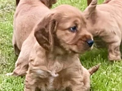 Golden Cocker Spaniel puppies in Offaly