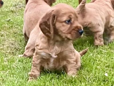 Golden Cocker Spaniel puppies in Offaly