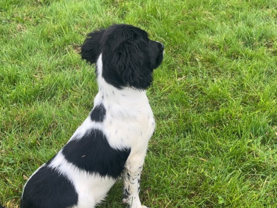 Springer Spaniel puppies for sale in Wicklow
