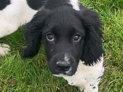 Springer Spaniel puppies for sale in Wicklow