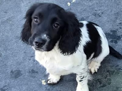 Springer Spaniel puppies for sale in Wicklow