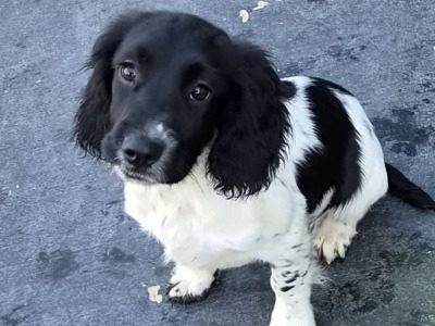Springer Spaniel pups for sale in Wicklow