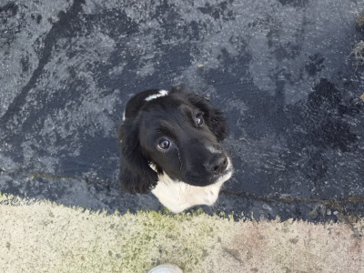 Springer Spaniel puppies for sale in Wicklow