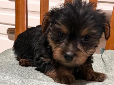 Miniature Yorkshire Terrier puppies for sale in Wexford