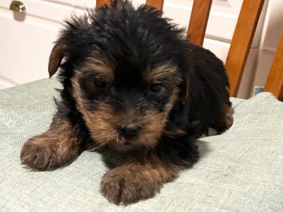 Miniature Yorkshire Terrier puppies for sale in Wexford