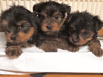 Miniature Yorkshire Terrier pups for sale in Wexford