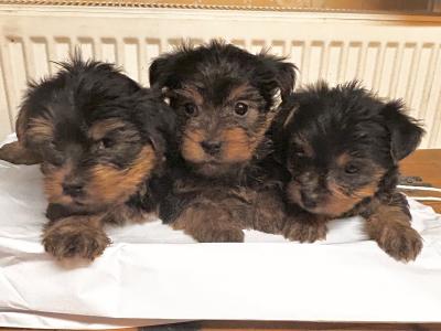 Miniature Yorkshire Terrier puppies for sale in Wexford