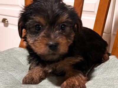 Miniature Yorkshire Terrier puppies for sale in Wexford