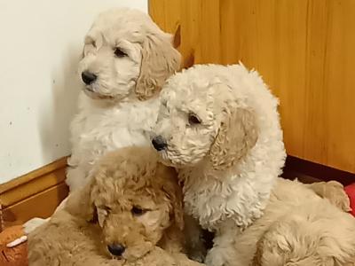 Goldendoodle puppies in Carlow
