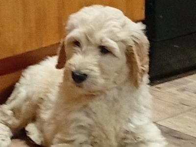 Goldendoodle puppies in Carlow