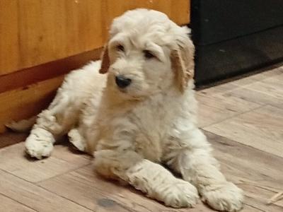 Goldendoodle puppies in Carlow