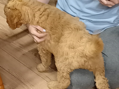Goldendoodle puppies in Carlow
