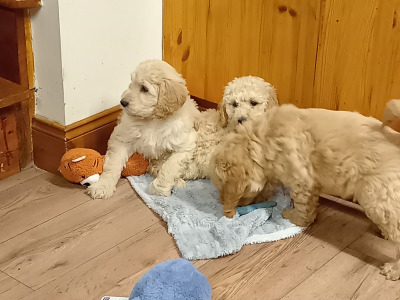Goldendoodle puppies in Carlow