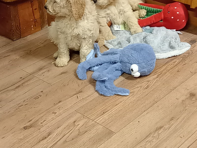 Goldendoodle puppies in Carlow