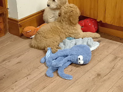 Goldendoodle puppies in Carlow