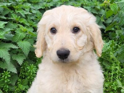 Labradoodle puppies in Wexford