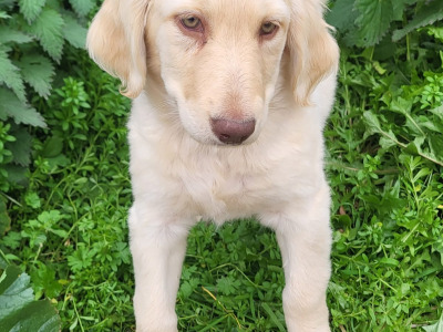 Labradoodle puppies in Wexford