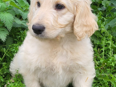 Labradoodle puppies in Wexford