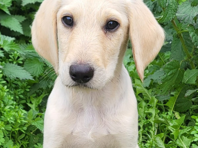 Labradoodle puppies in Wexford