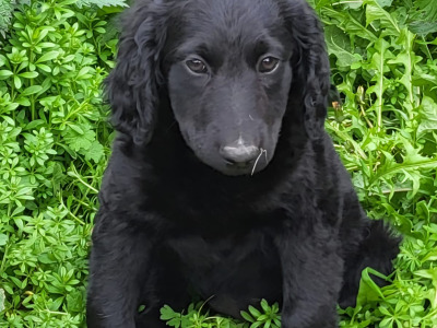 Labradoodle puppies in Wexford