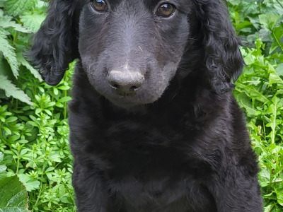 Labradoodle puppies in Wexford