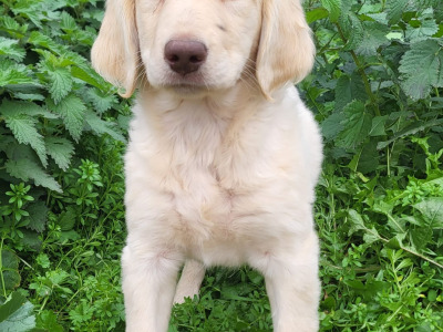 Labradoodle puppies in Wexford