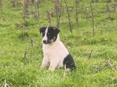 Border Collie puppies in Dublin