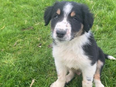 Border Collie puppies in Dublin