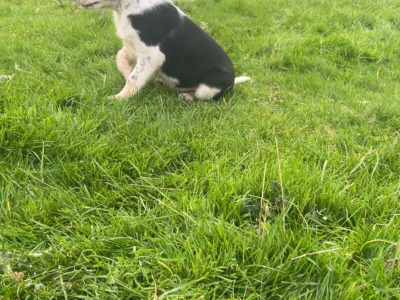 Border Collie puppies in Dublin