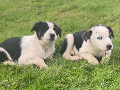 Border Collie puppies in Dublin