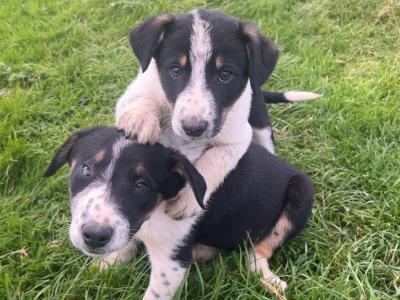Border Collie puppies in Dublin