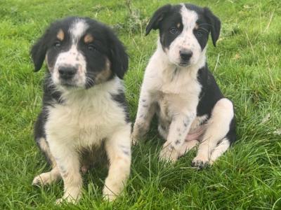 Border Collie puppies in Dublin