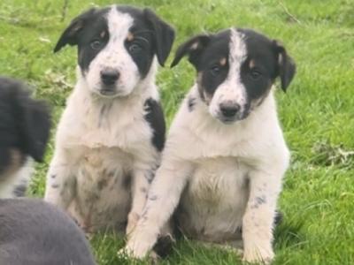 Border Collie puppies in Dublin