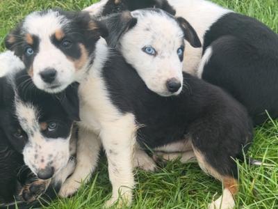 Border Collie puppies in Dublin