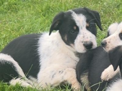 Border Collie puppies in Dublin