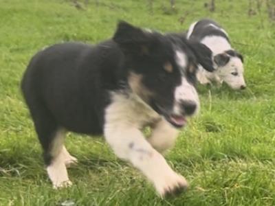 Border Collie puppies in Dublin