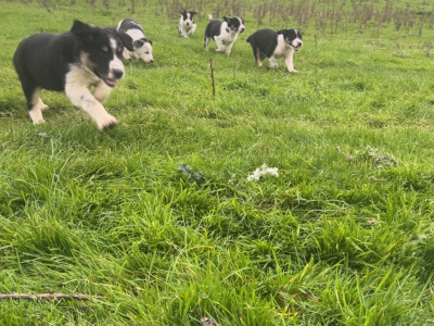 Border Collie pups in Dublin
