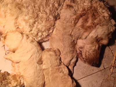 Goldendoodle puppies in Carlow