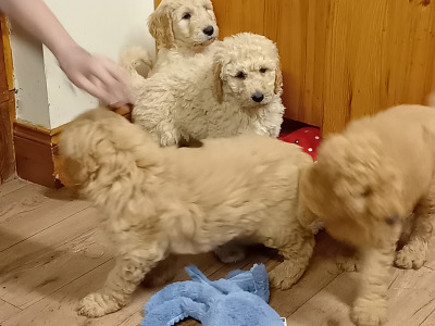 Goldendoodle puppies in Carlow