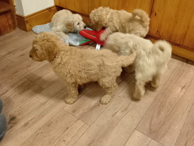 Goldendoodle puppies in Carlow