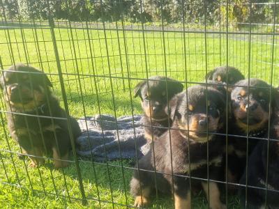 Rottweiler puppies for sale in Dublin, 4 female and 1 male