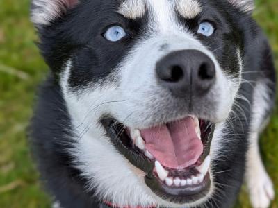1 year old male Pomsky in Galway needs a good home